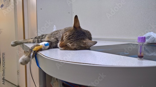 A beautiful striped cat with an intravenous catheter on the front paw obtains the required drug solution for recovery