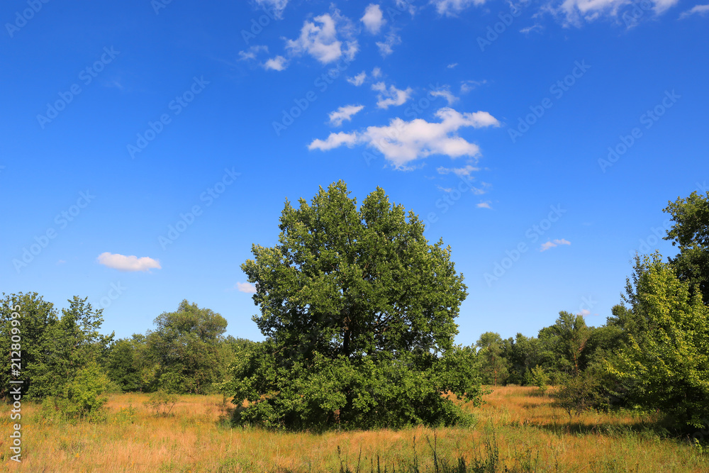 green tree on meadow