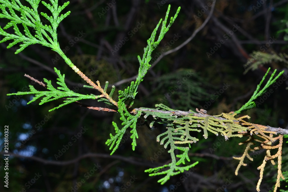 tree, thuja green, tree, pine, leaves, needles, macro, daisy, design, textured, illustration, backdrop, abstraction, graphics, dandelion, nature, plant, leaf, tree, grass, spring, leaves, garden tree, thuja green, tree, pine, leaves, needles, macro, daisy, design, textured, illustration, backdrop, abstraction, graphics, dandelion, nature, plant, leaf, tree, grass, spring, leaves, garden