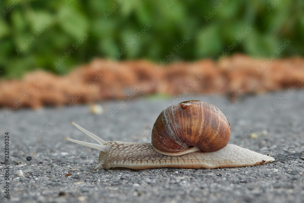 Schnecke mit Haus Schnecke mit Haus