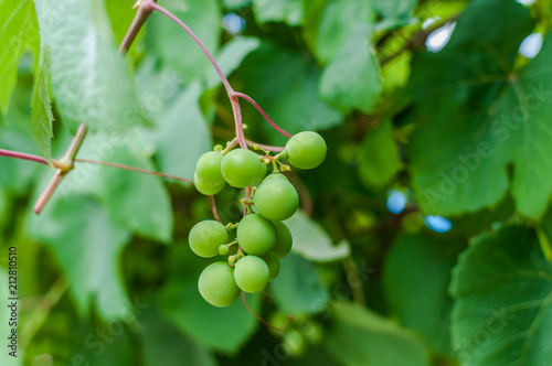 Fototapeta Naklejka Na Ścianę i Meble -  Zielony owoc winogrona