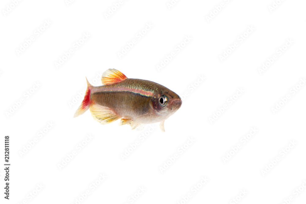 アカヒレ Stock 写真 Adobe Stock