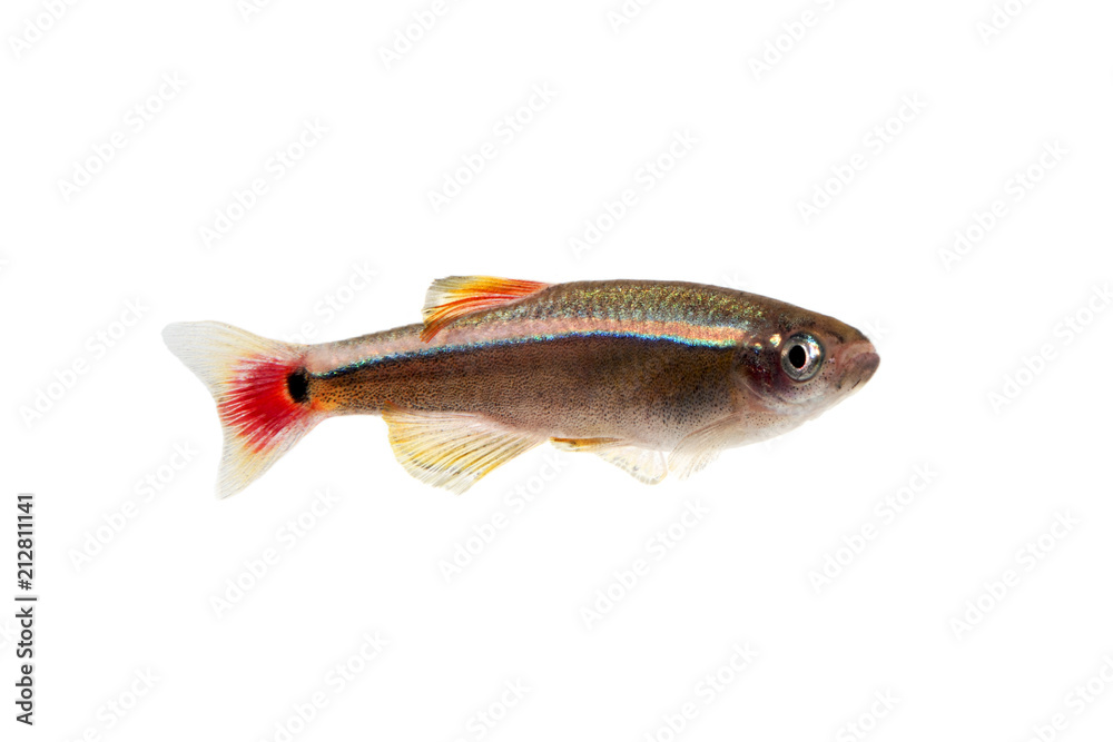 Obraz premium アカヒレ