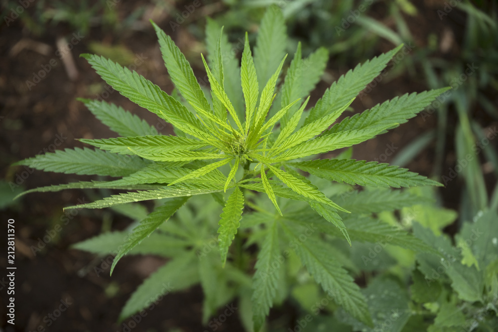 fields of industrial hemp in Estonia fields of industrial hemp in Estonia