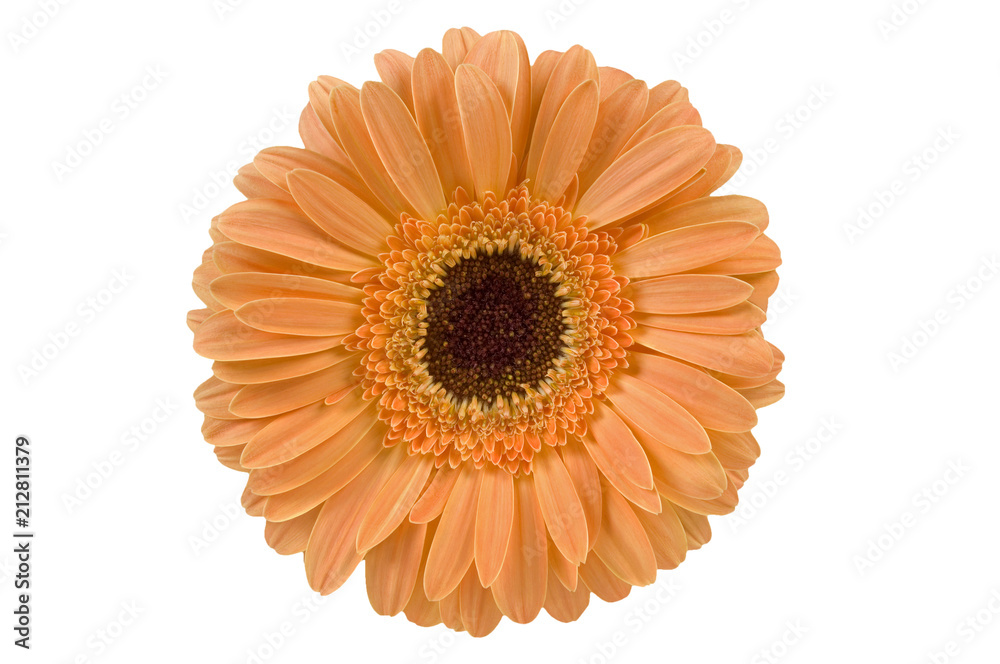 Gerbera Daisy. Top view of flower with subtle orange tone Gerbera Daisy. Top view of flower with subtle orange tone
