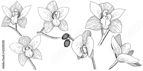 Orchids in a vector style isolated. Full name of the plant: orchid. Vector flower for background, texture, wrapper pattern, frame or border.