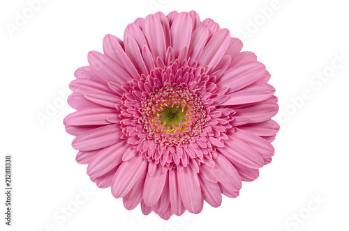 Gerbera Daisy Top view of flower with subtle pink tone