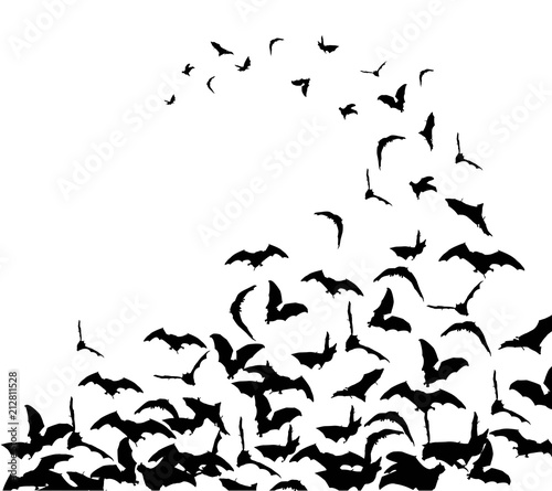 Valokuva Flying bats in the sky