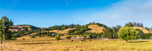 A panoramic of golden hillsides with trees and homes in the distance. A large trees stands to the right of the picture. A blue sky with clouds are in the background.