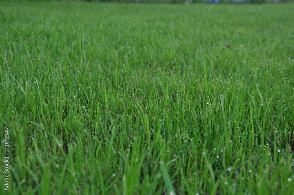 green lawn after rain green lawn after rain