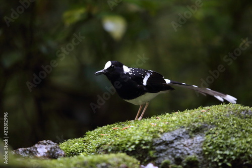 Spotted forktail (Enicurus maculatus) in Dalat, Vietnam photo