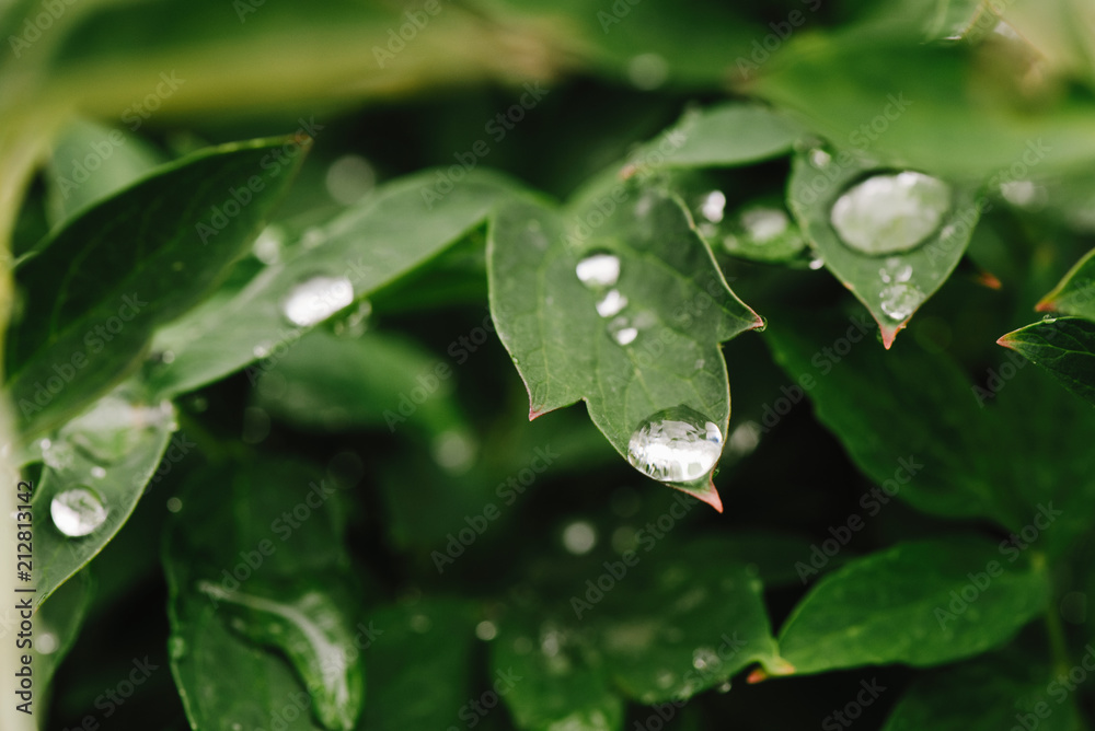 After rain Water Drops on Green leaves in the garden pattern background, Natural background for input text After rain Water Drops on Green leaves in the garden pattern background, Natural background for input text