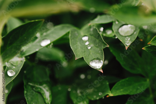 After rain Water Drops on Green leaves in the garden pattern background, Natural background for input text