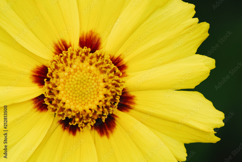 A yellow flower, similar to a chamomile, grows in the grass A yellow flower, similar to a chamomile, grows in the grass