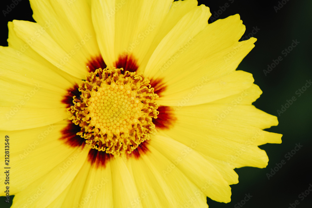 A yellow flower, similar to a chamomile, grows in the grass