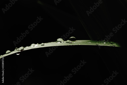 After rain Water Drops on Green leaves in the garden pattern background, Natural background for input text