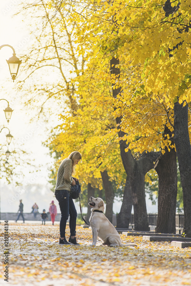 Fototapeta premium A blonde is walking with a labrador in the park.