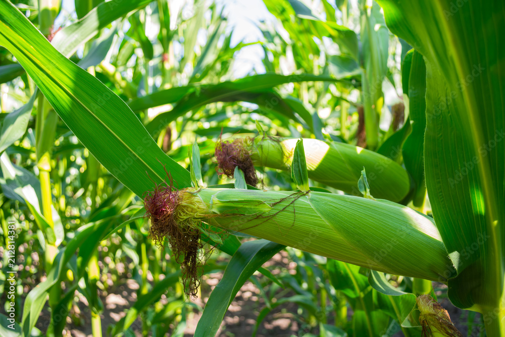 young corn cobs in the field. maturity phase young corn cobs in the field. maturity phase