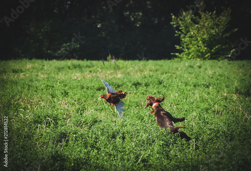 Hunting dog is jumping to catch a pheasant.