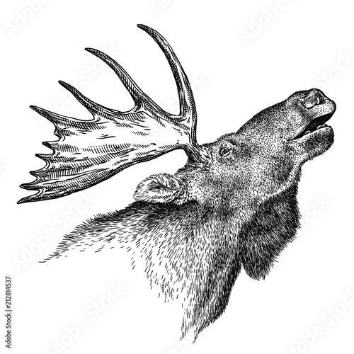 black and white engrave isolated elk hand draw illustration photo