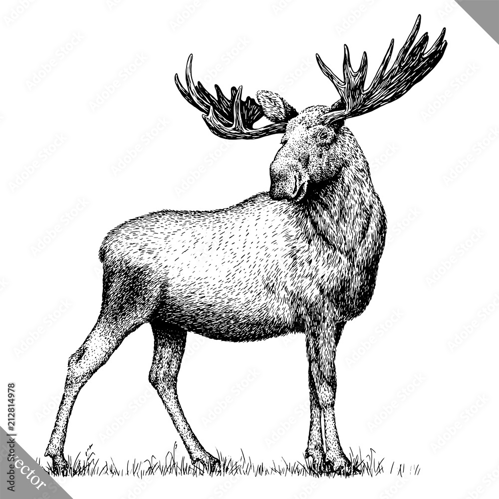 Naklejka premium black and white engrave isolated elk hand draw vector illustration