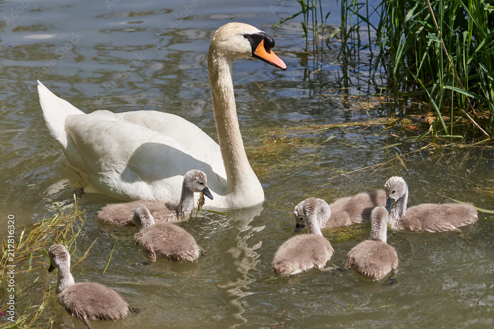 Obraz premium Schwan Famielie im Wasser