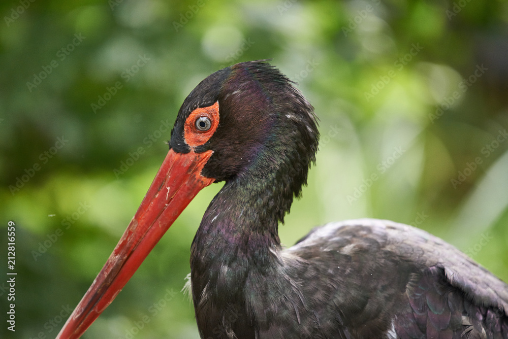 Naklejka premium schwarzstorch Kopf