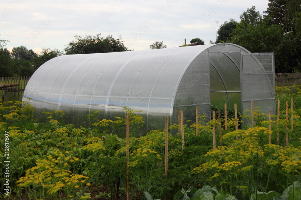 Greenhouse grey polycarbonate panel with the door open at their summer cottage on a background of fennel and garden beds to grow vegetables, life in the village, subsistence farming