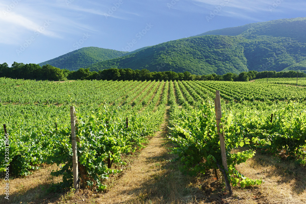 Rows of vineyards on the background of mountain slopes near the village of Abrau-Durso, Novorossiysk