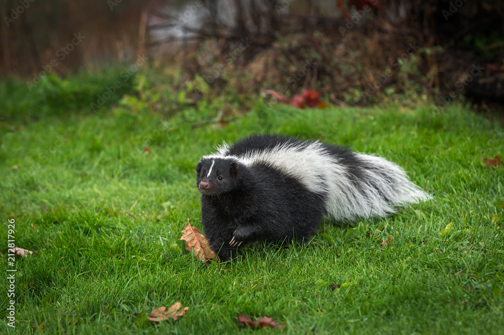 Striped Skunk (Mephitis mephitis) Steps Forward