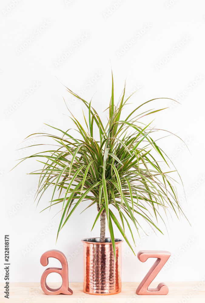 Fototapeta premium Tropical houseplants A to Z