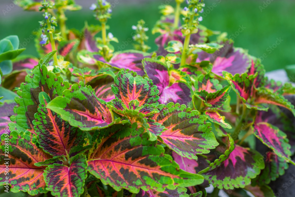 background of multi-colored leaves of Coleus coloblase against the background of other plants background of multi-colored leaves of Coleus coloblase against the background of other plants