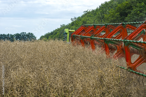 Harvester harvester collecting ripe rapeseed beans on the field photo