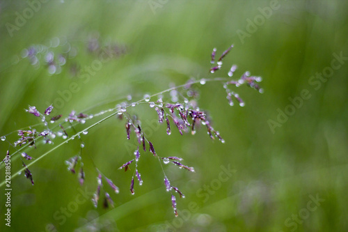 closeup of rain drops on a sprig of wild grass