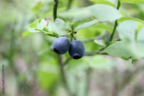 Blueberries on a branch in the forest close-up on a blurred green background
