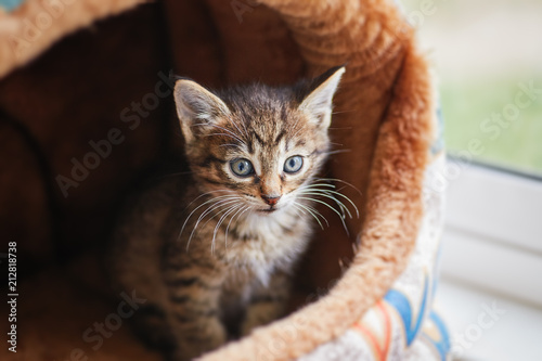 Gray striped little cute kitten is sitting in the house