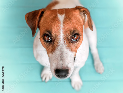 Close-up portrait of curious cute dog Jack russell sitting on green blue wooden floor and lookig upwards in to camera