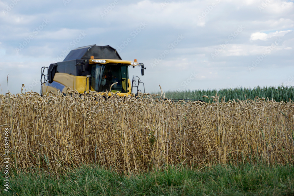 Fototapeta premium With modern machines, working in agriculture is much easier, here a combine harvester 