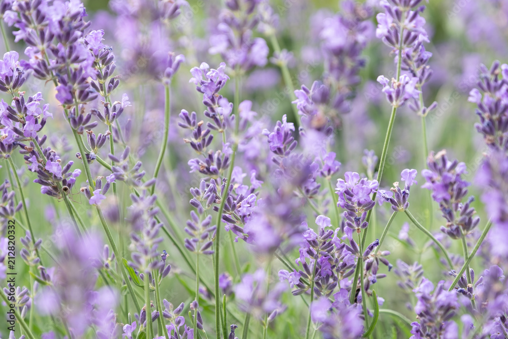 Naklejka premium Lavender flowers at sunlight