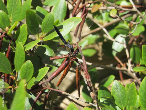 A blue dasher dragonfly (Pachydiplax longipennis) in obelisk posture with abdomen raised for thermoregulation or as a threat display  photo