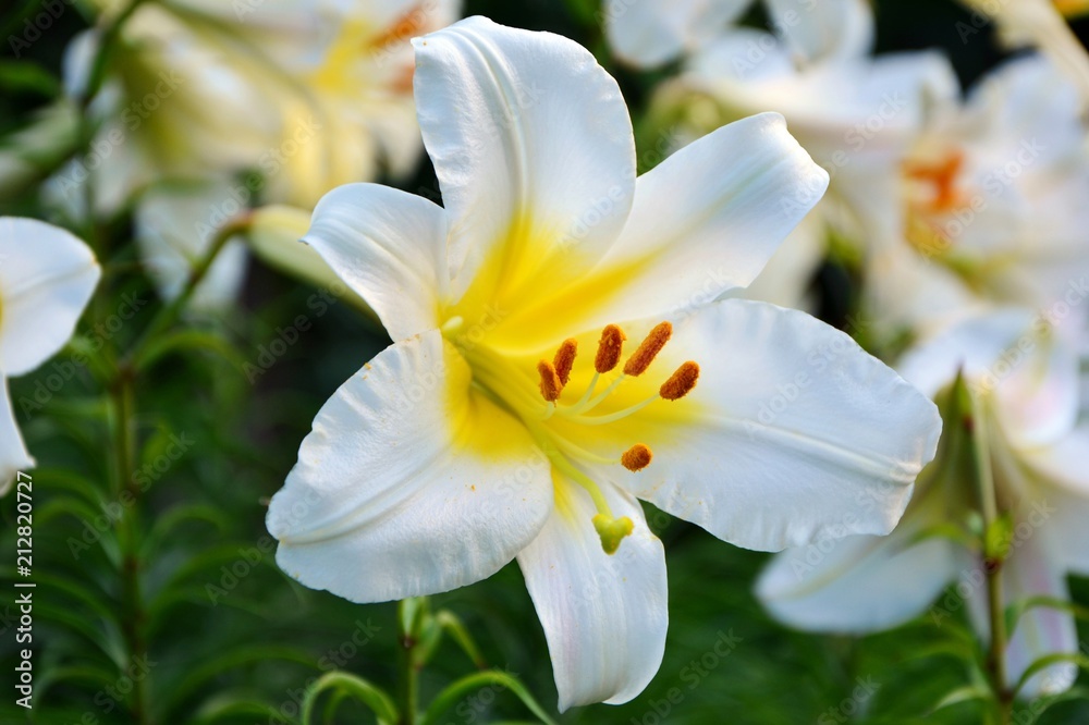 Huge gorgeous white Lily in the garden close up. Huge gorgeous white Lily in the garden close up.