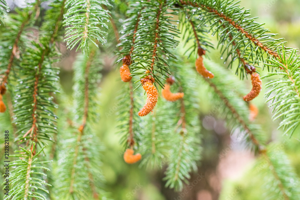 Pine branch on pine tree. Pine tree in pine forest. Wild nature. Greenery. Park. Outdoor photo.