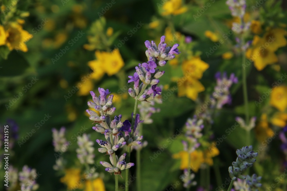 Obraz premium Lavendel in der Abendsonne