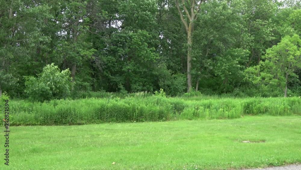 Beautiful bright green grassy field with perennial shrubs, bushes, trees , plants, grass swaying in the wind. Camera pans across landscape. Beautiful bright green grassy field with perennial shrubs, bushes, trees , plants, grass swaying in the wind. Camera pans across landscape.