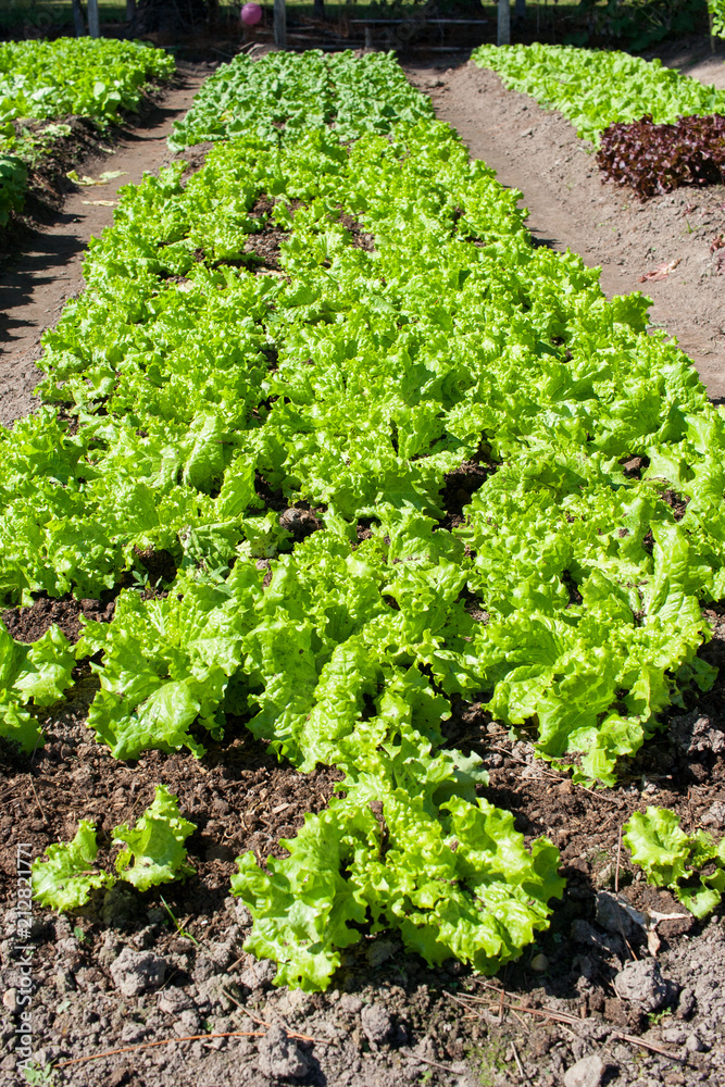 Lettuce green organic plantation Lettuce green organic plantation