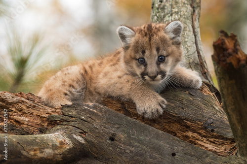 Female Cougar Kitten (Puma concolor) Perched in Tree
