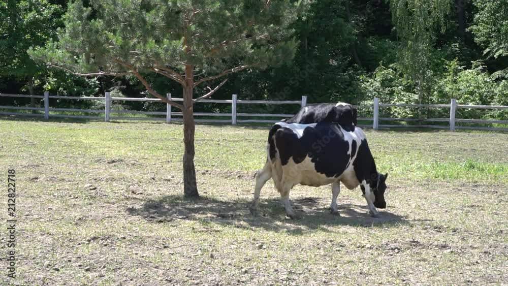 Cows graze on a pasture on a summer day. Herd cows on a summer pasture. Cows graze on a pasture on a summer day. Herd cows on a summer pasture.
