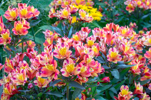 Indian summer red, yellow and pink flowers