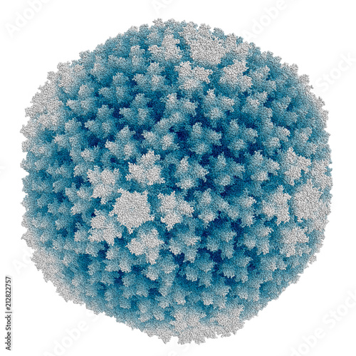 Adenovirus capsid, space-filling model. Adenoviridae are viruses that commonly cause cold-like sympthoms such as sore throat, bronchitis, pneumonia, diarrhea, and conjunctivitis in humans. photo