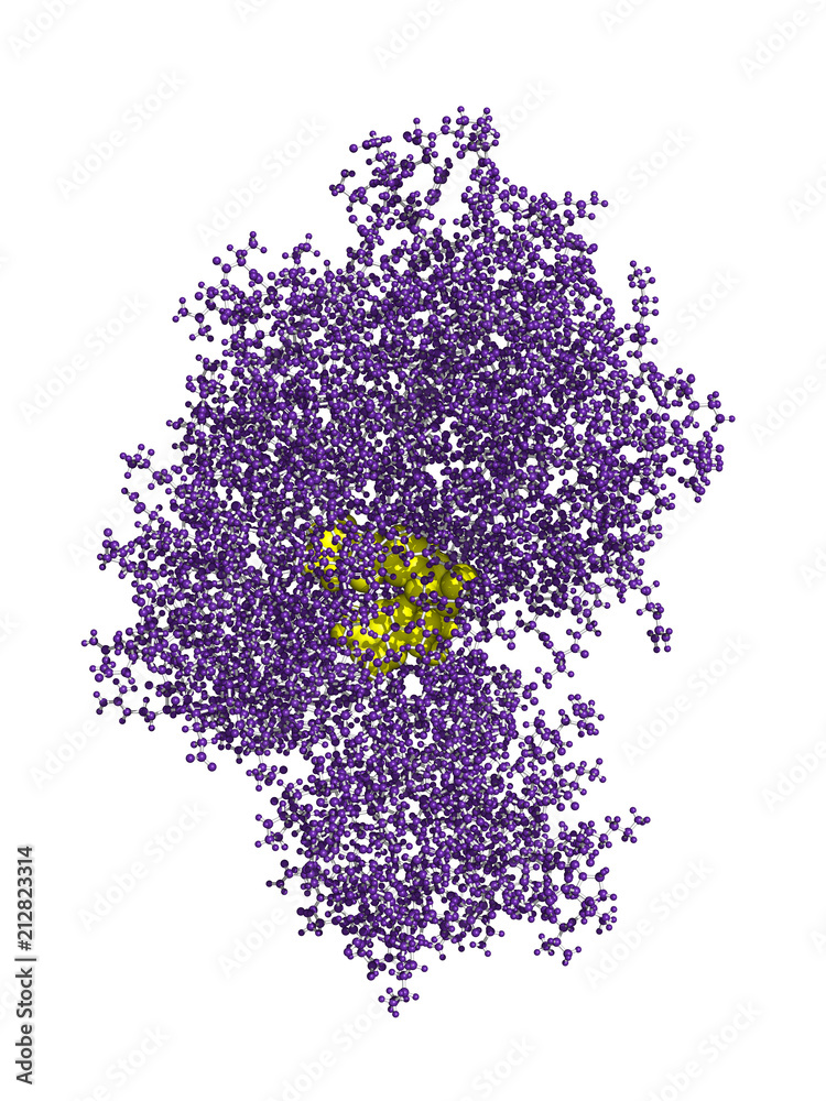 Luciferase is an enzyme that produces bioluminescence, often used as a tool in biotechnology